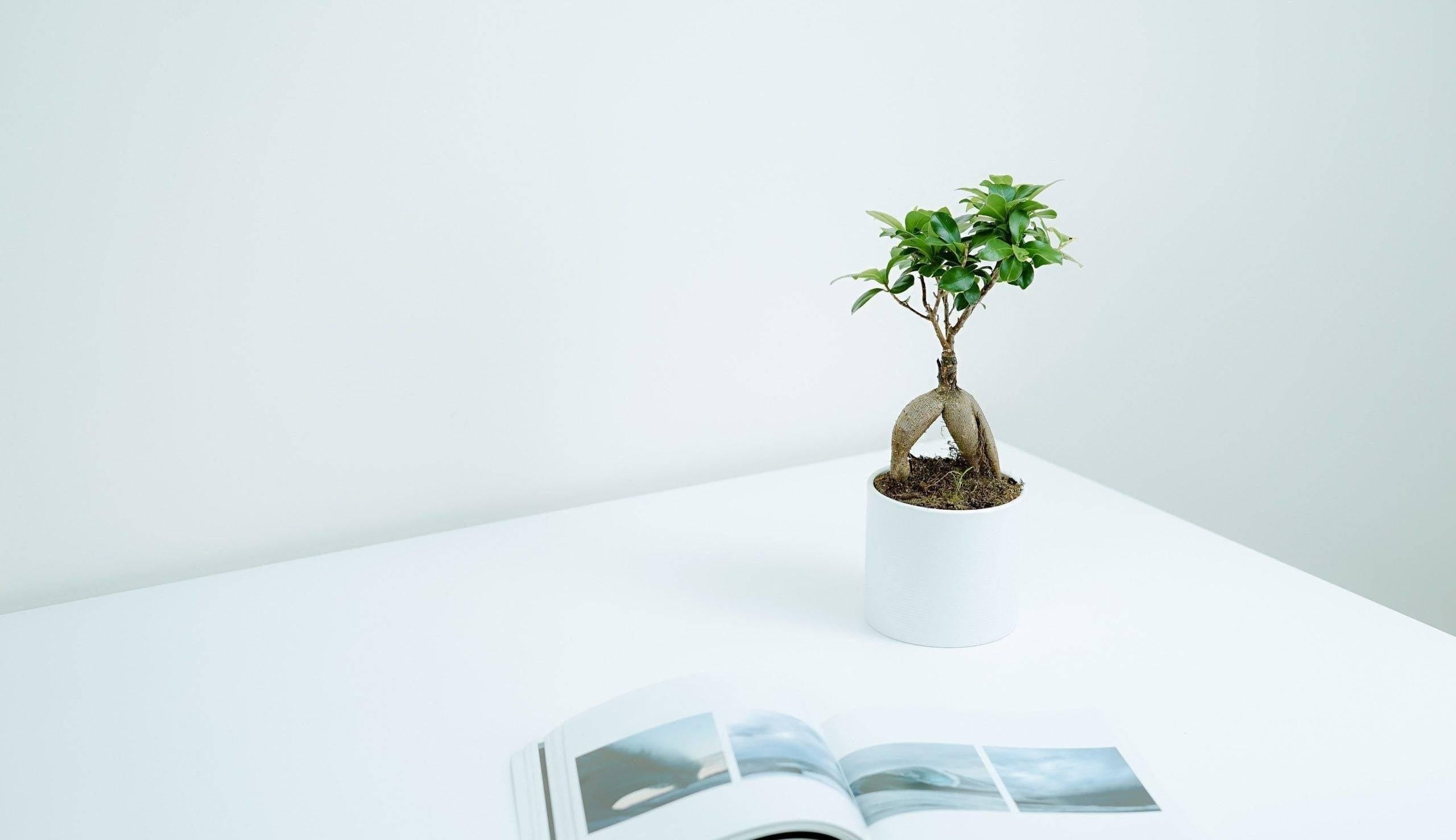 Nos conseils pour entretenir ta plante : Ficus microcarpa 'Ginseng