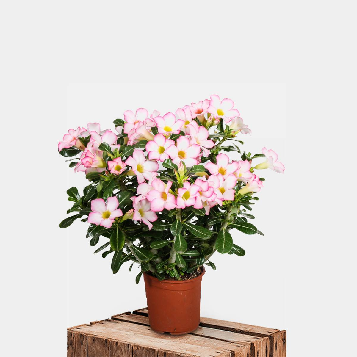 WEYE-Adenium Obesum-Rose du désert,De Fleurs Plante Vivace Jardin